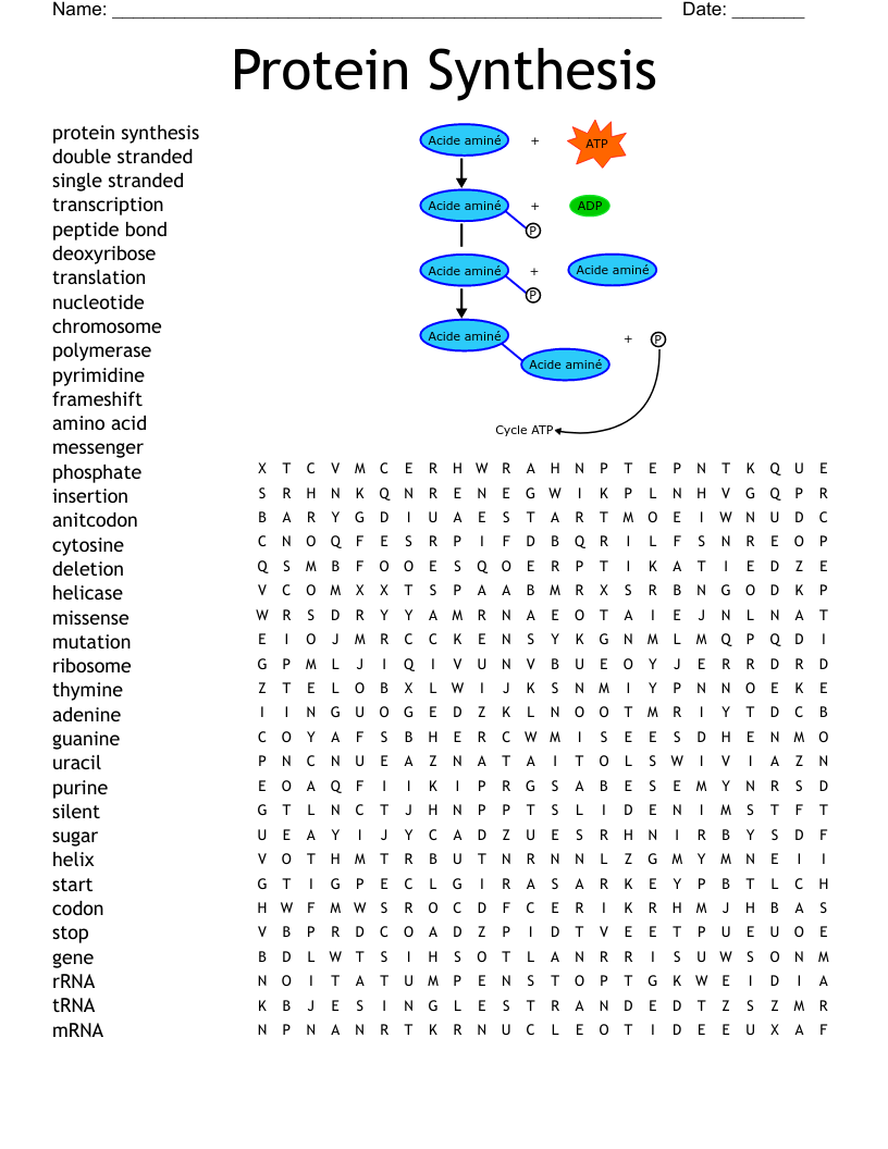 Dna Replication And Protein Synthesis Word Search Answer Key Word Search Printable