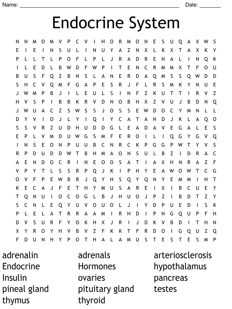 Endocrine System Word Search WordMint