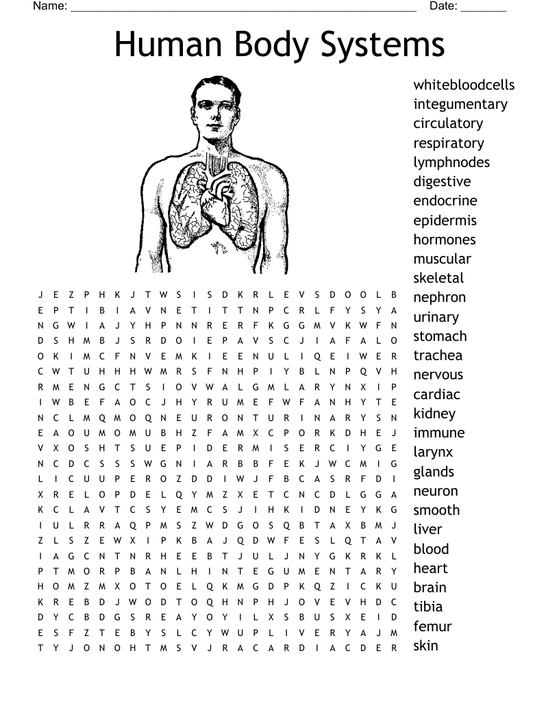Human Body Systems Word Search Puzzle - Free Printable Templates
