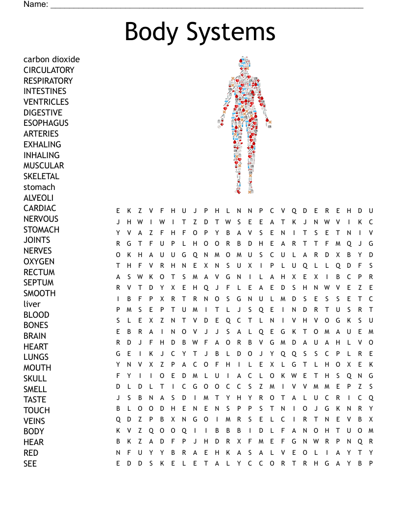 The Body Systems Word Search Answers - Word Search Printable