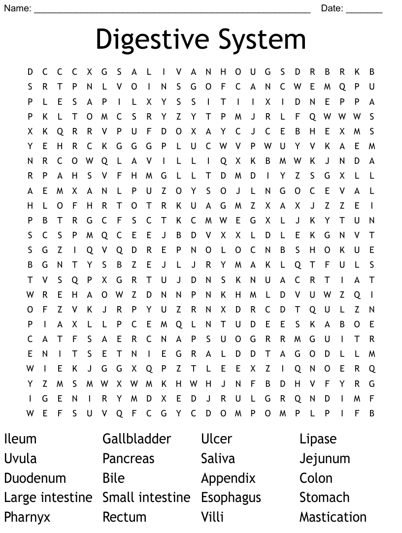 The Digestive System Word Search WordMint