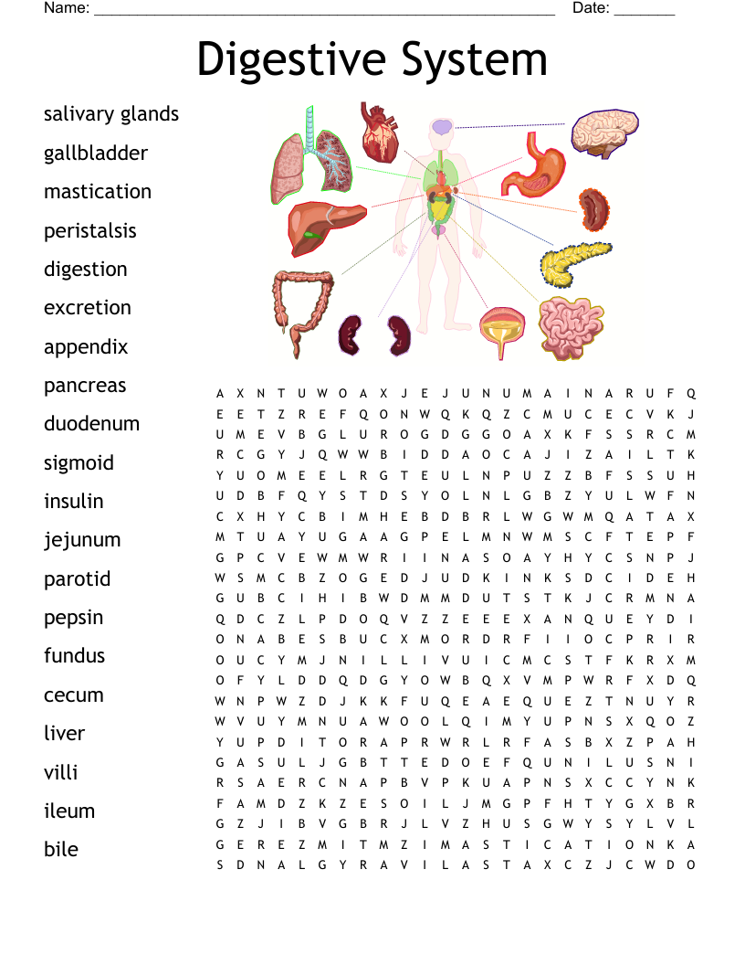 Digestive System Word Search Answers