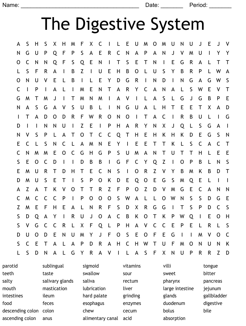 The Digestive System Word Search WordMint